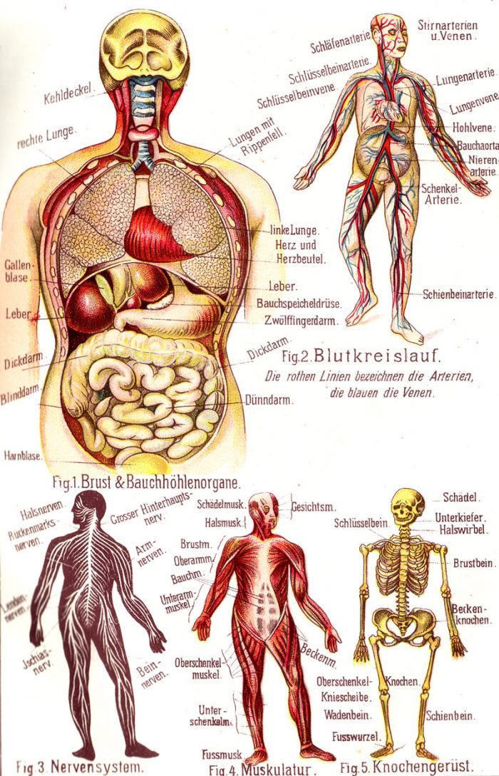 Intuitive Anatomie